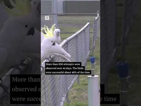 Cockatoos Teach Themselves to Use Water Fountains #shorts