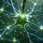 Kunnen onze neuronen via licht communiceren? Een studie aan de rand van de neurowetenschap